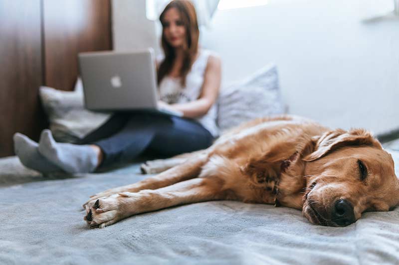 リラックスしてパソコンを操作している女性とペットの犬